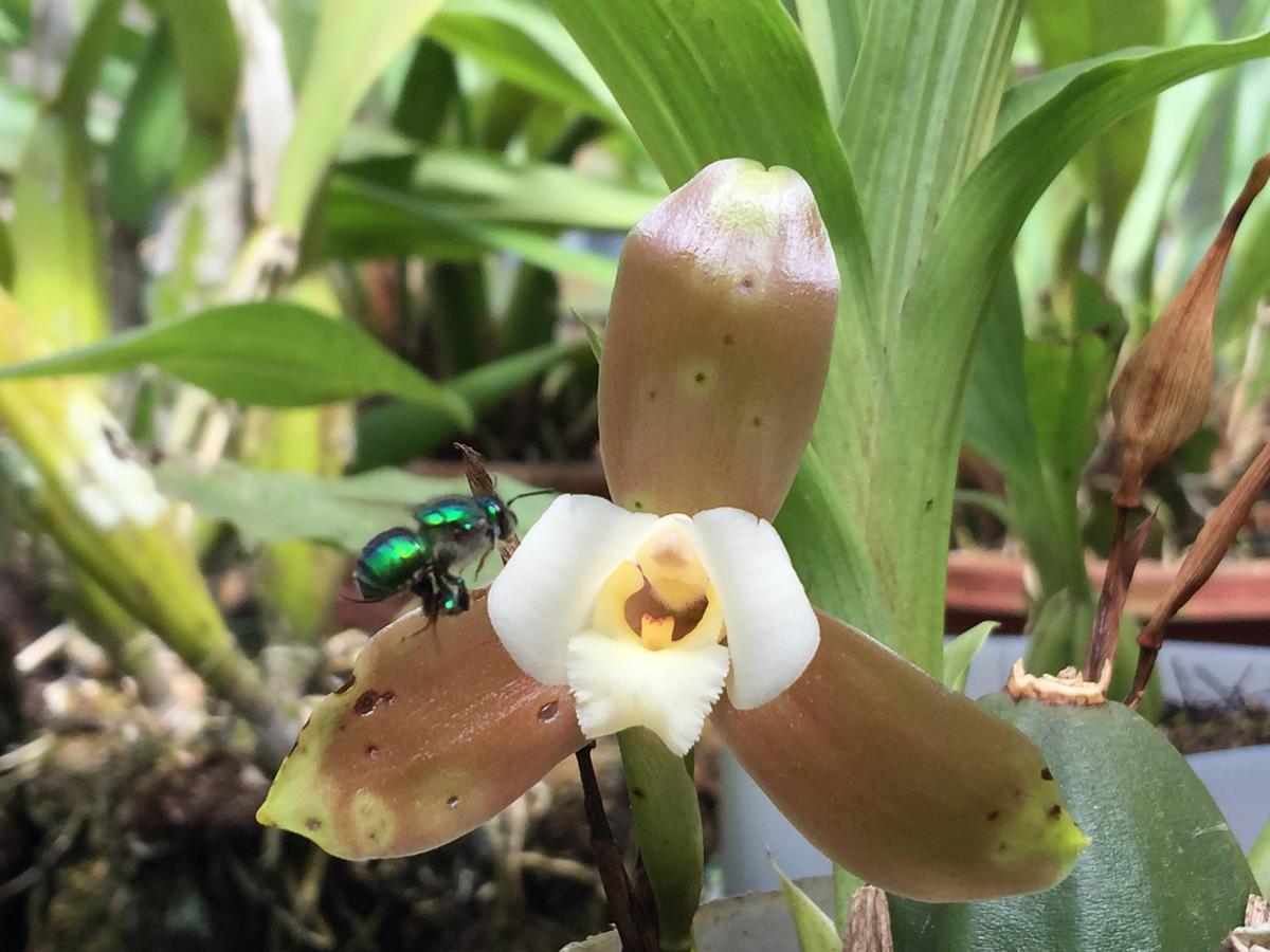 Cabanas Armonia Y Jardin De Orquideas Mindo Ngoại thất bức ảnh
